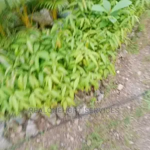 Ornamental Plant Nursery
