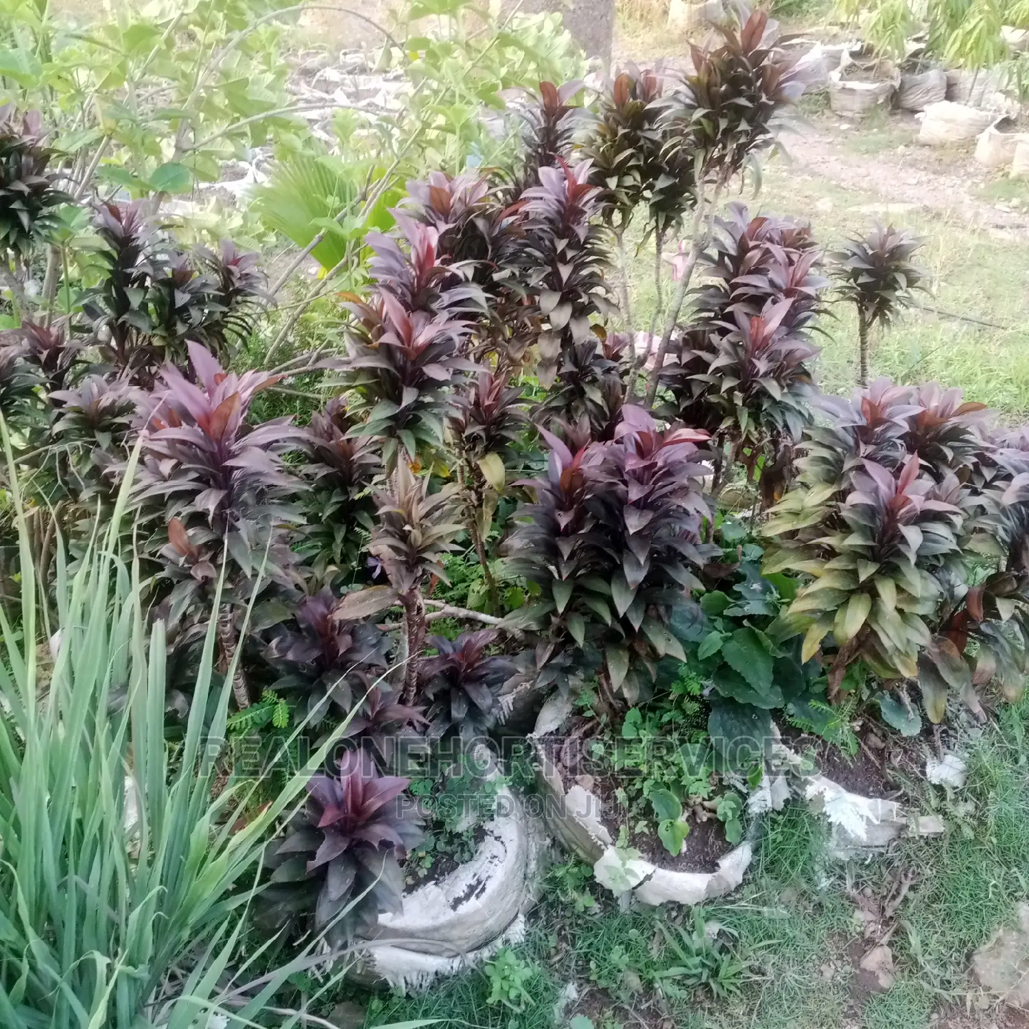 Ornamental Plant Nursery