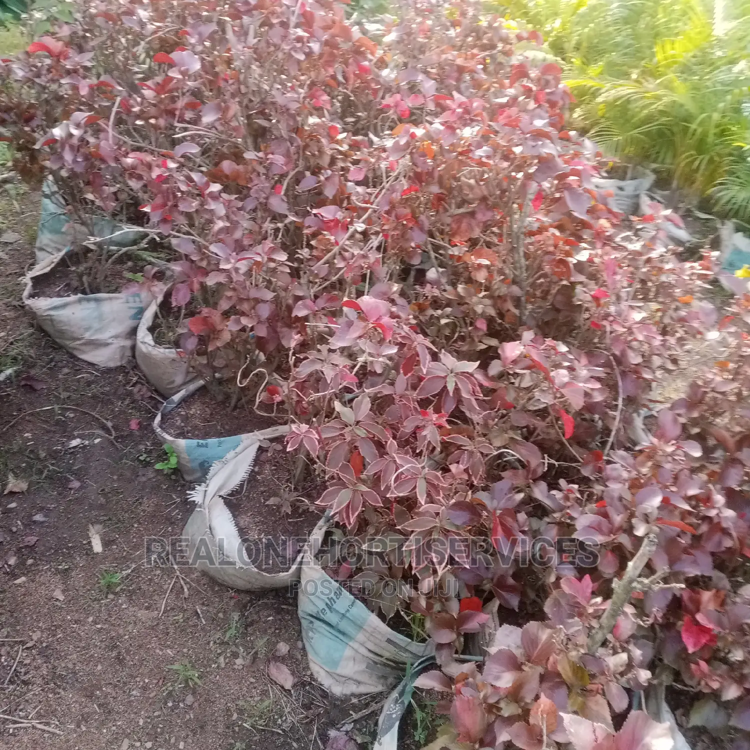 Ornamental Plant Nursery