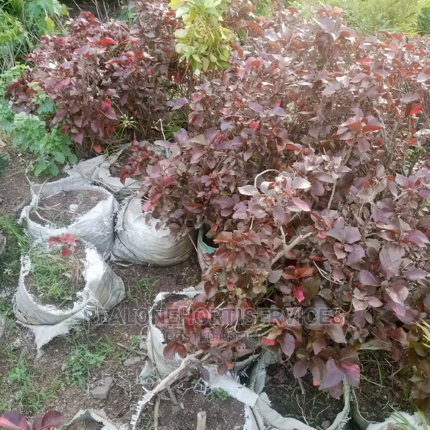 Ornamental Plant Nursery
