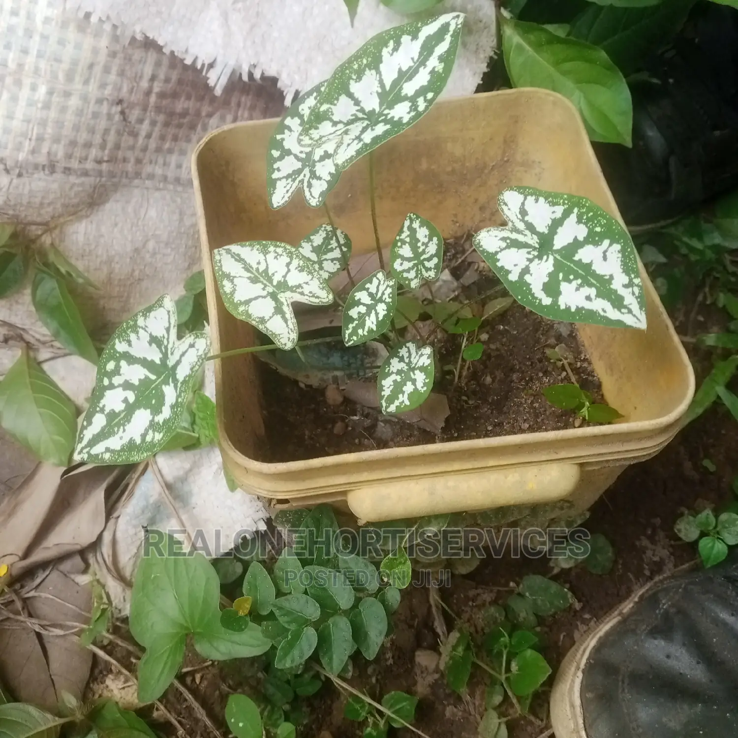 Ornamental Plant Nursery