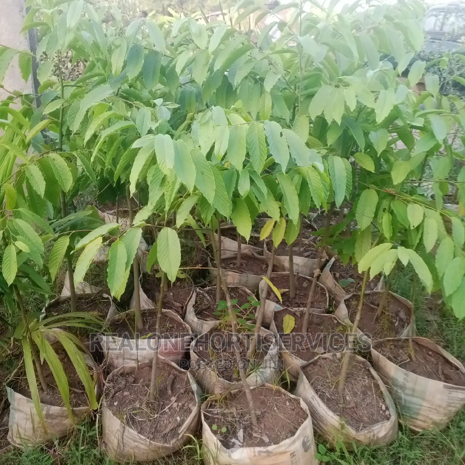 Ornamental Plant Nursery