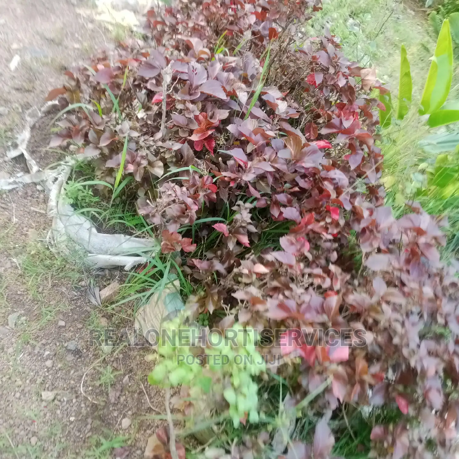 Ornamental Plant Nursery