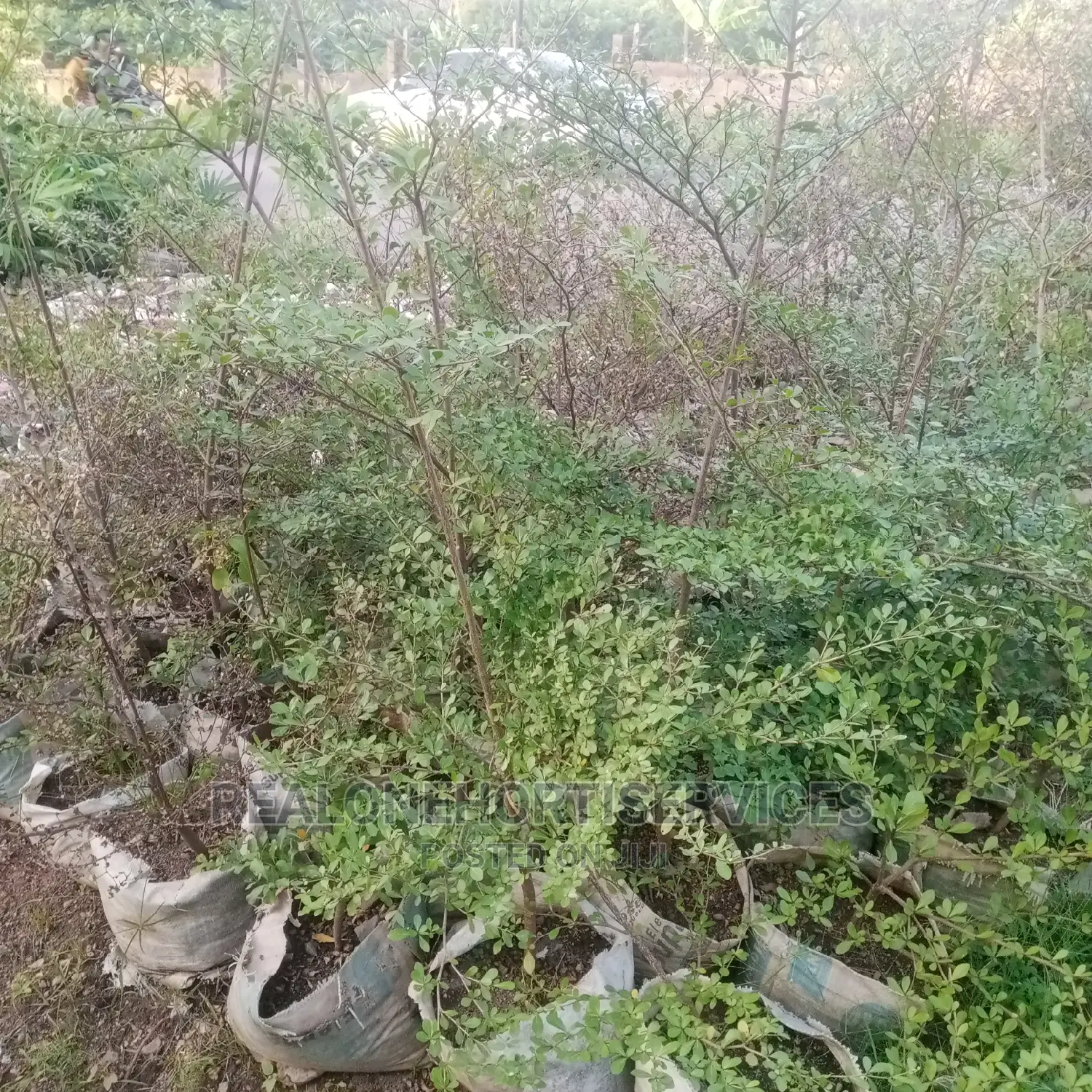 Ornamental Plant Nursery