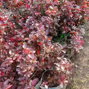 Ornamental Plant Nursery