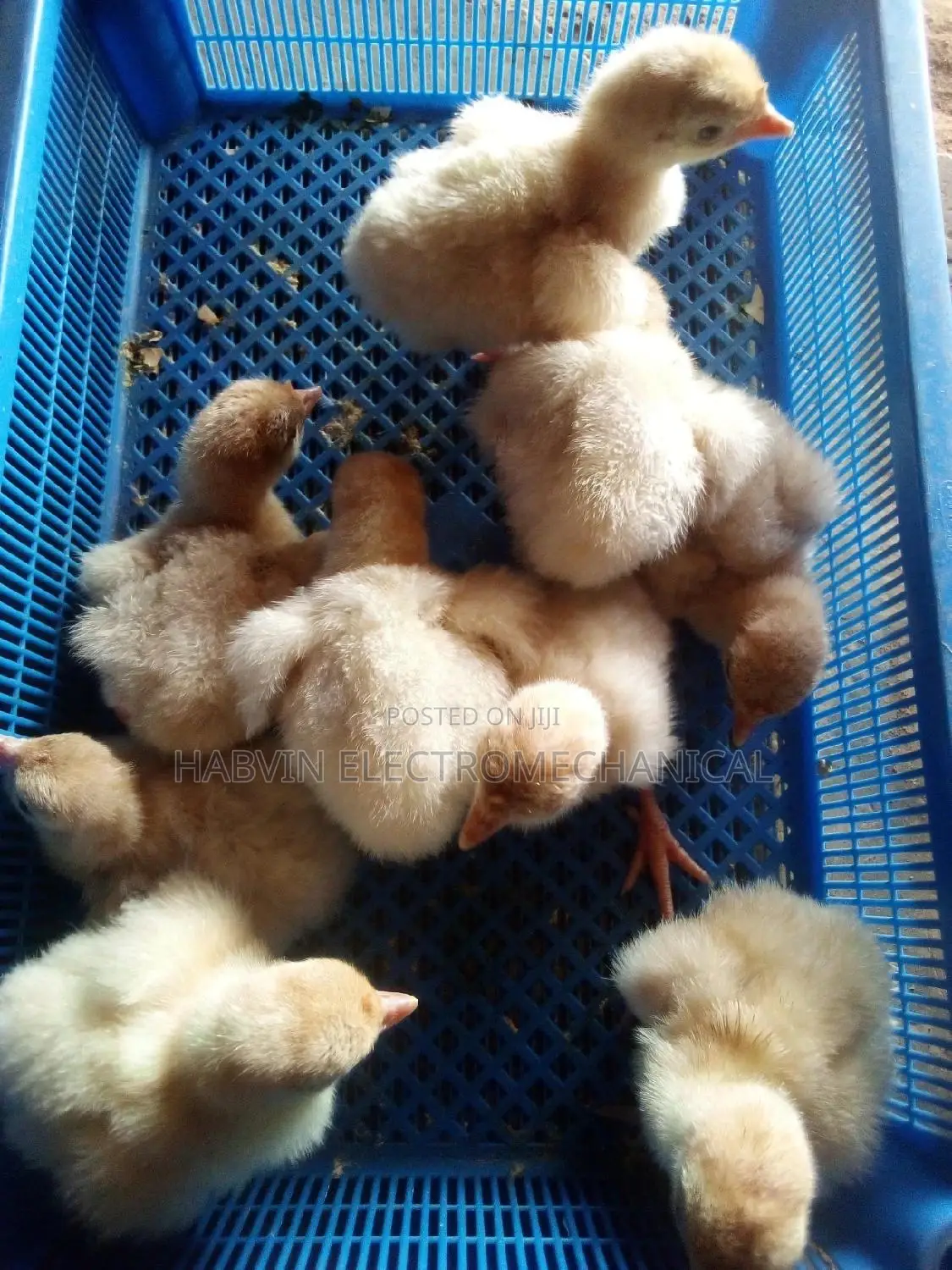 Eggs Hatchery
