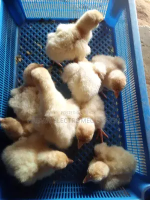 Eggs Hatchery
