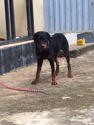 6-12 months Female Purebred Rottweiler