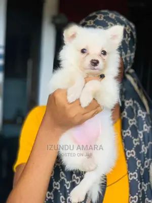 1-3 months Male Purebred American Eskimo