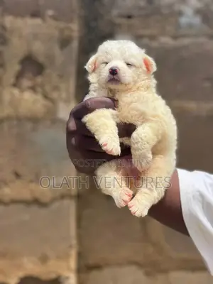 1-3 months Female Purebred American Eskimo