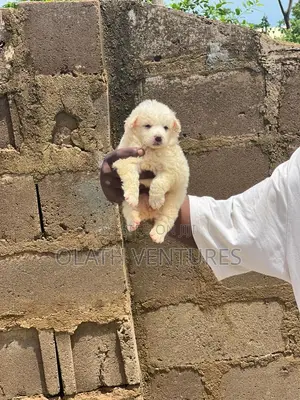 1-3 months Female Purebred American Eskimo