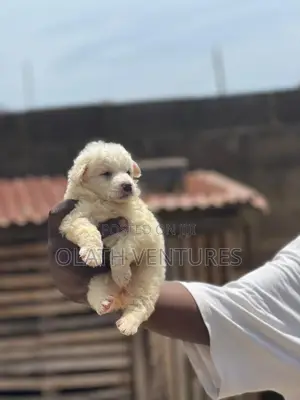 1-3 months Female Purebred American Eskimo