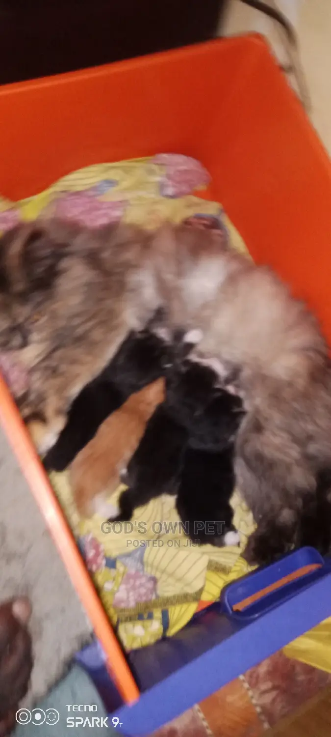 6-12 months Female Purebred Persian