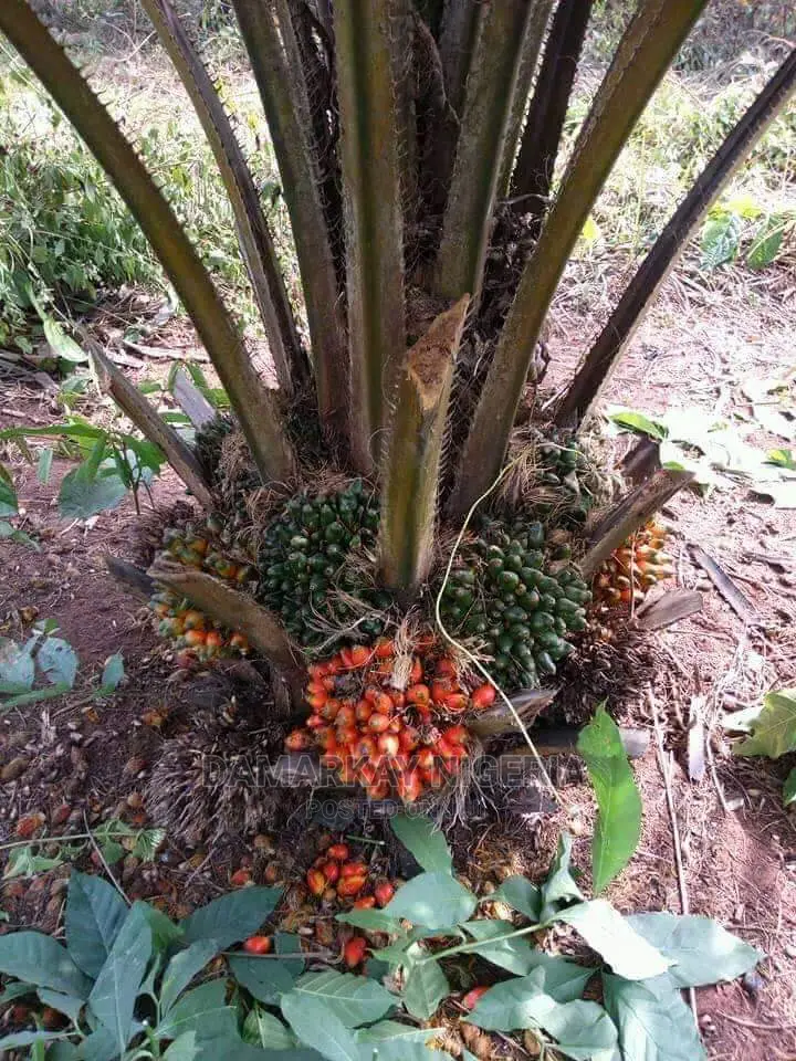 Hybrid Palm Tree /Per Stand