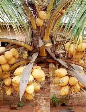Brazilian Hybrid Dwarf Coconult