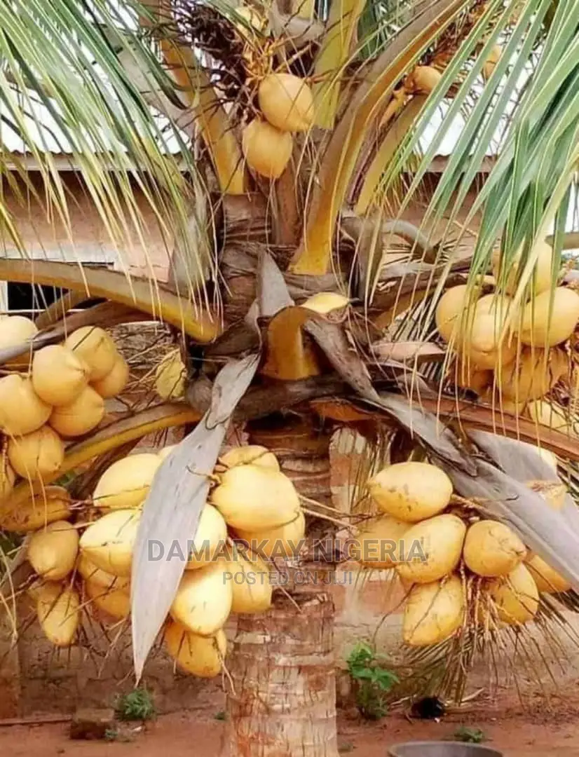 Brazilian Hybrid Dwarf Coconult
