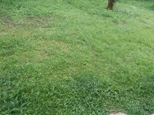 A 1500sqm Sized Land for Sale at Alagbaka Extension
