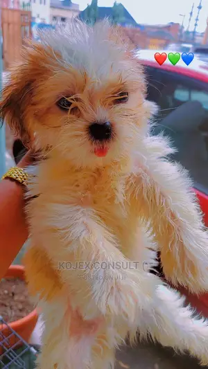 Photo - 1-3 months Male Purebred Lhasa Apso
