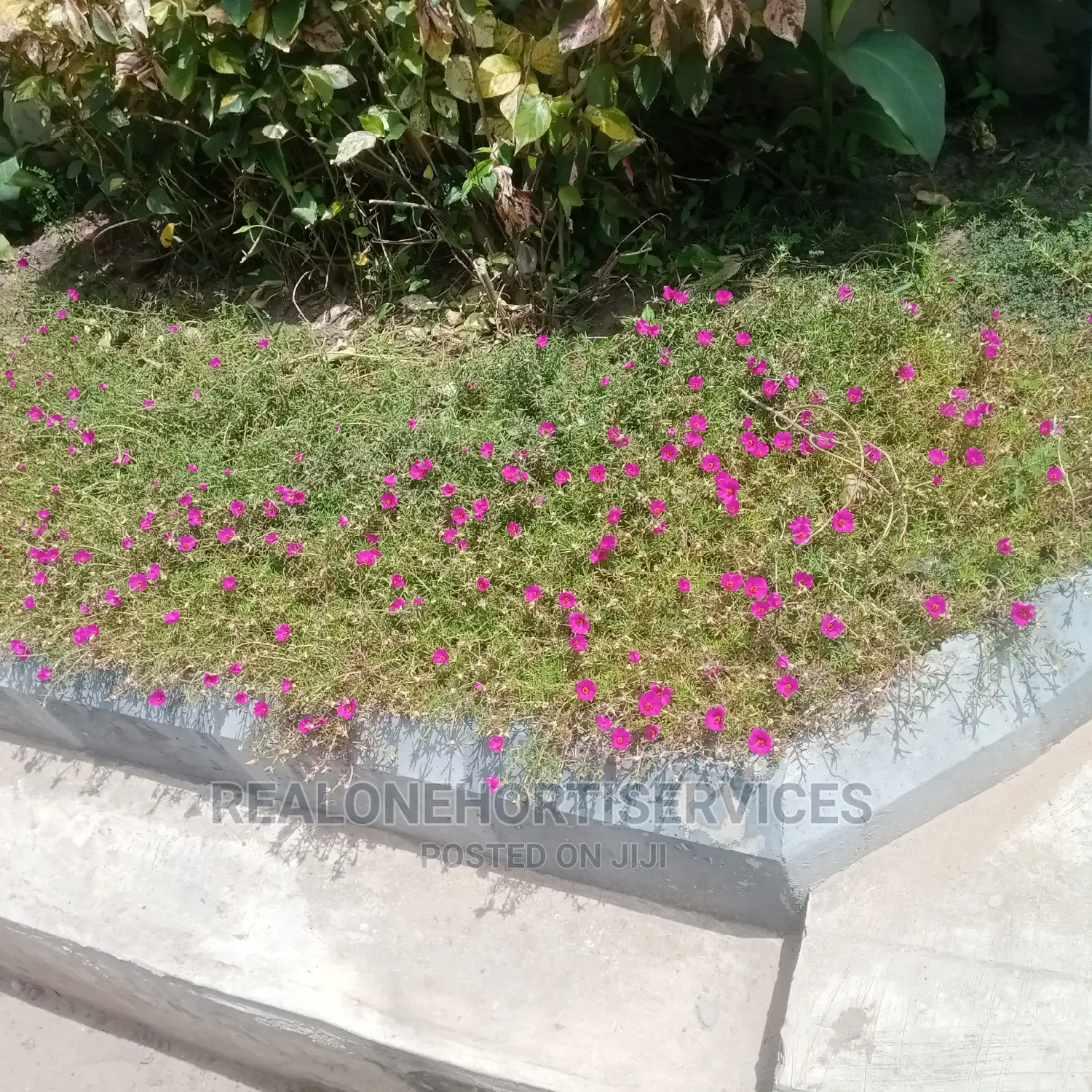 Morning Glory Plant