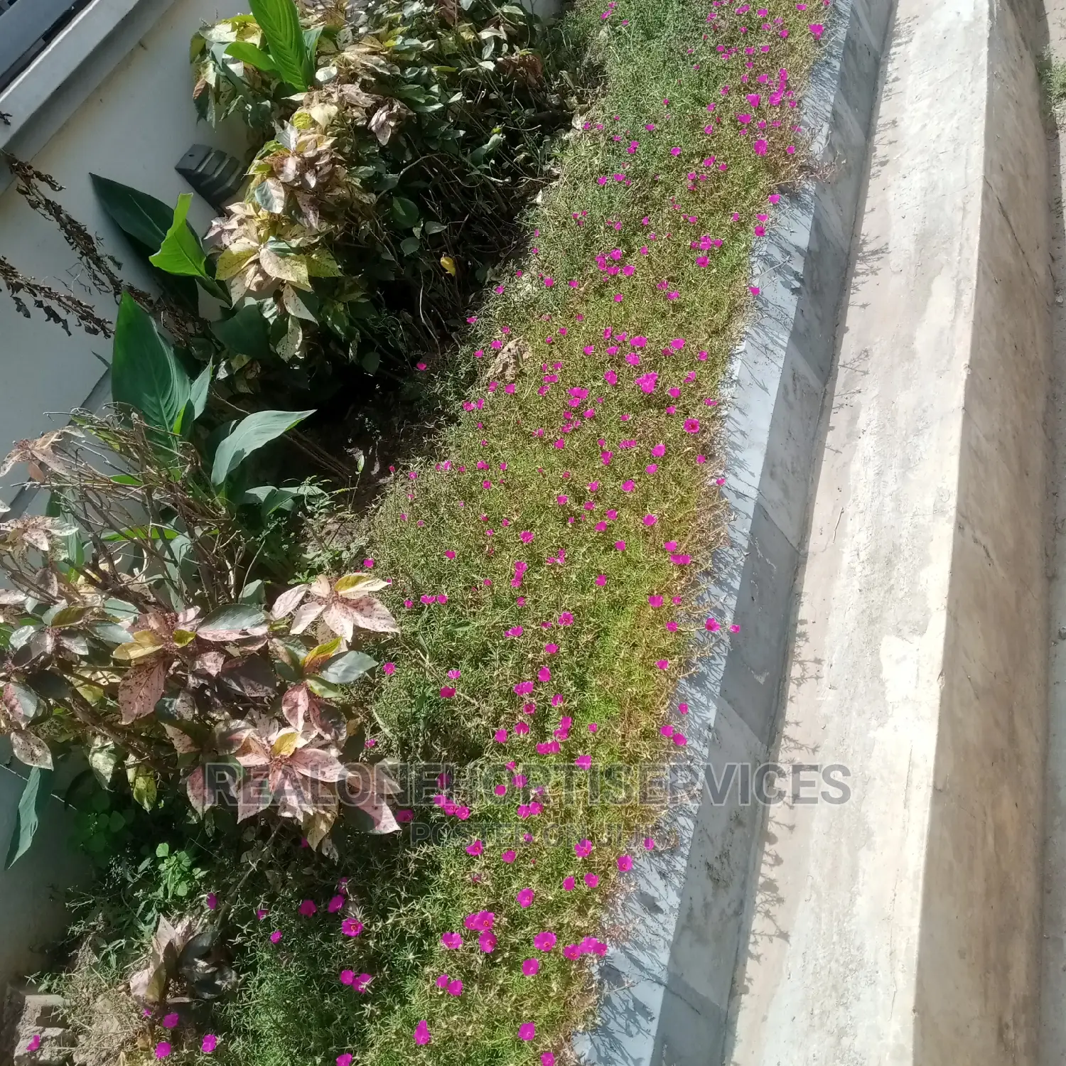 Morning Glory Plant