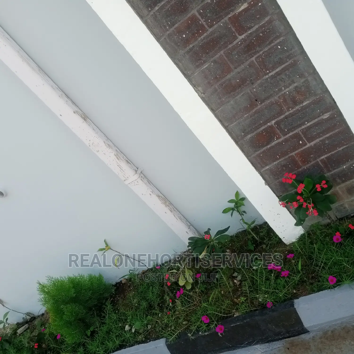 Morning Glory Plant