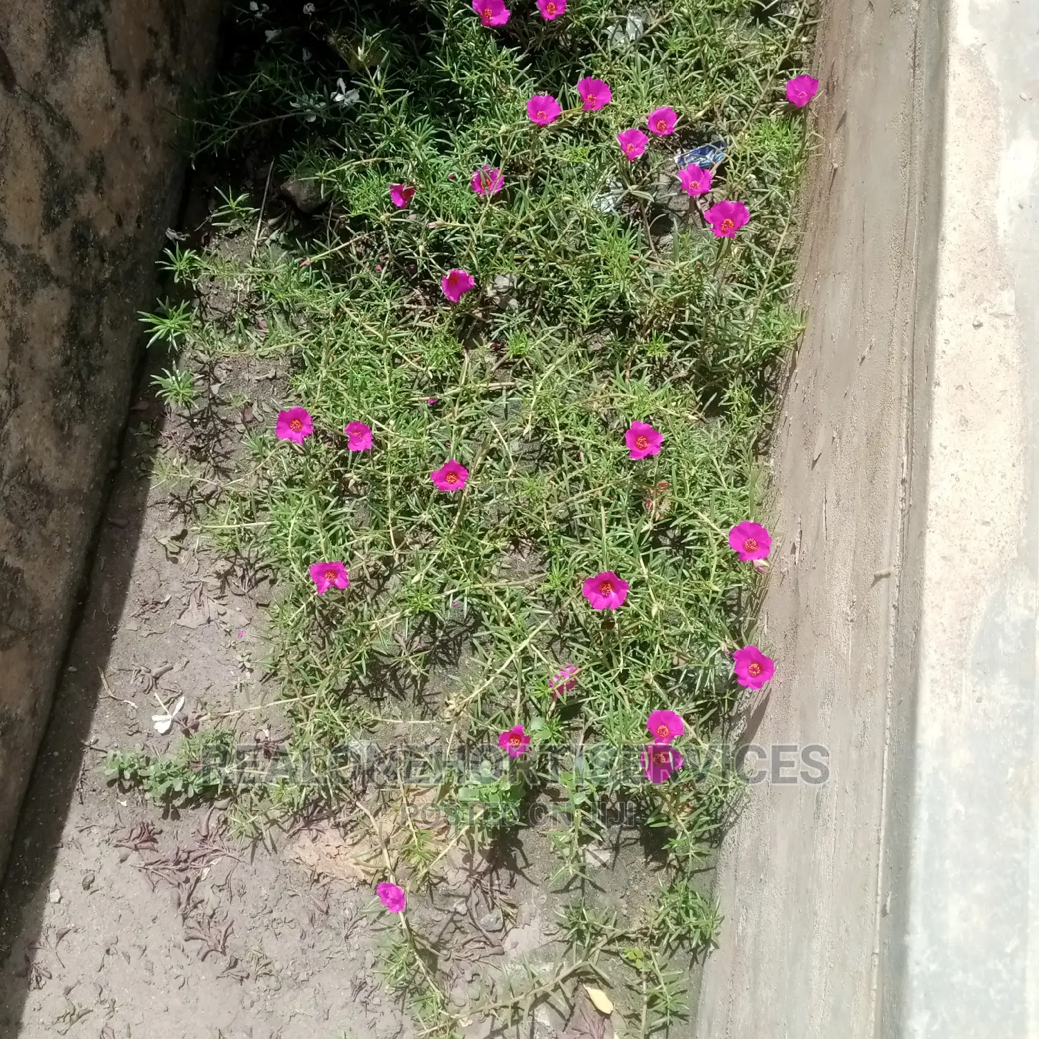 Morning Glory Plant