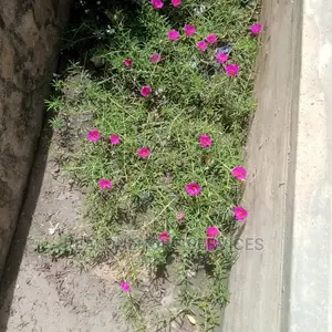 Morning Glory Plant