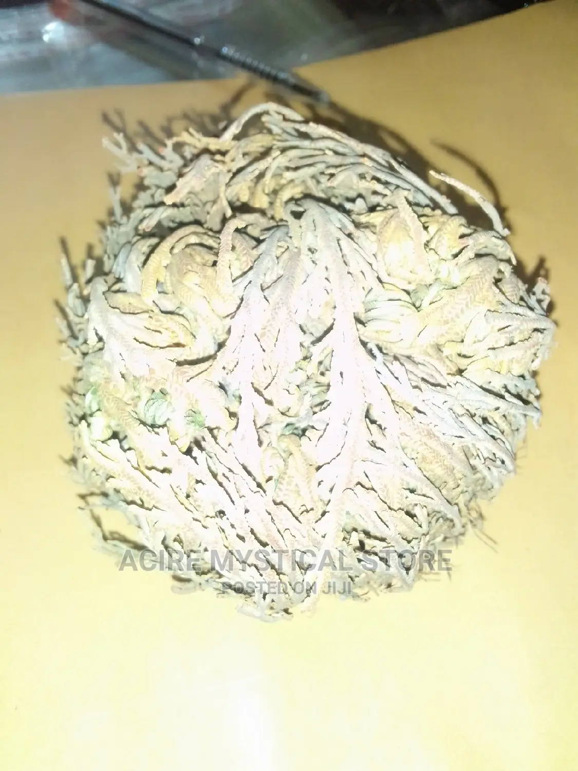 Rose of Jericho
