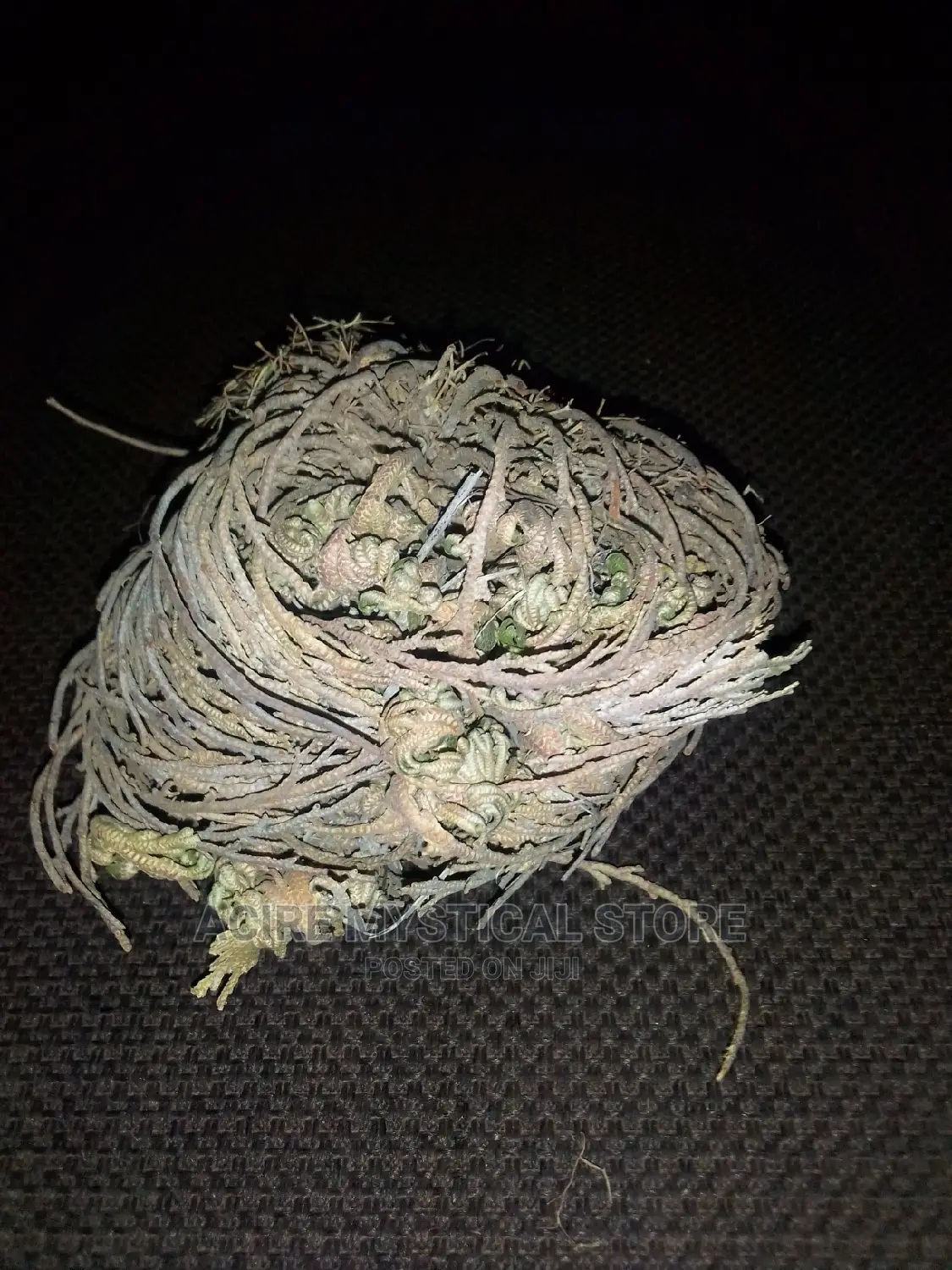 Rose of Jericho