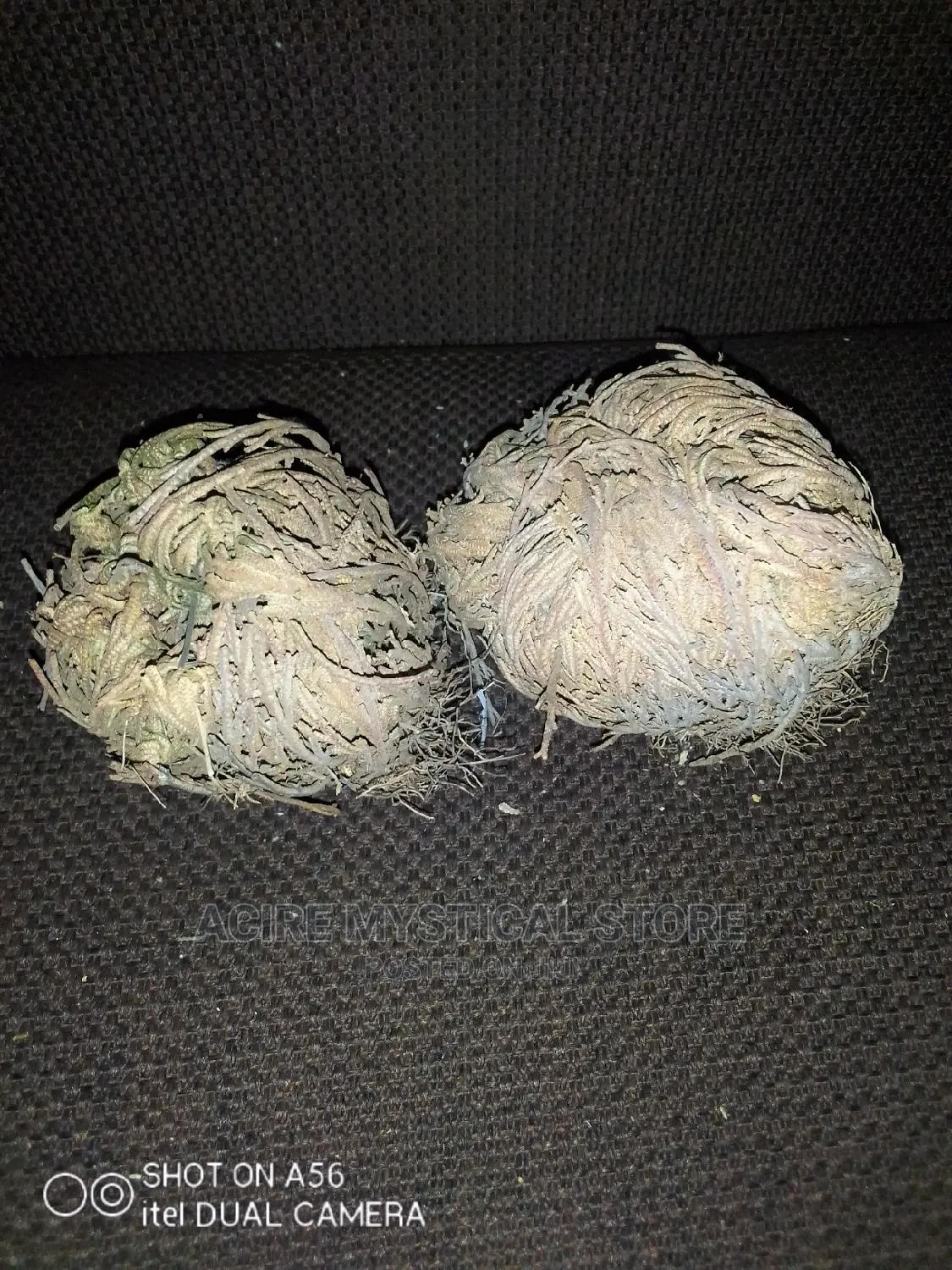 Rose of Jericho