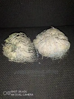 Rose of Jericho