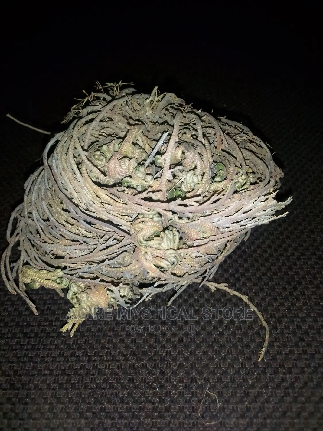 Rose of Jericho