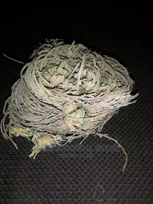 Rose of Jericho