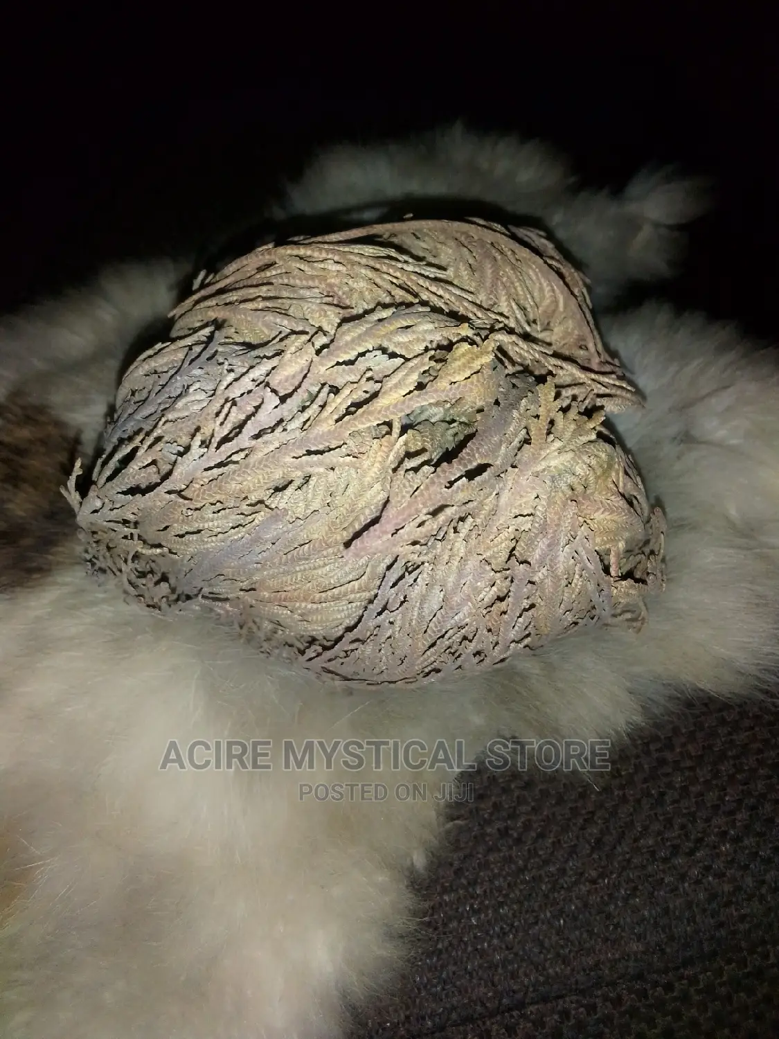 Rose of Jericho