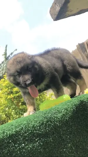 1-3 months Female Purebred Caucasian Shepherd