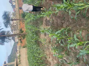 FCDA Plot of Land for Sale.
