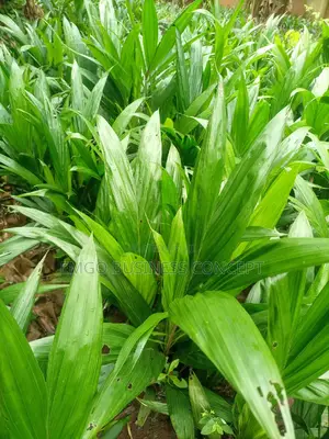 Tenera Palm Seedlings