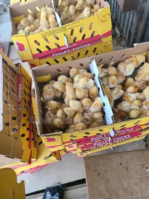Book For Your Pullet