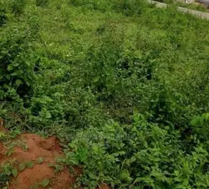 Photo - ﻿900sqm Bareland Directly On Iju Road Agege For Sale
