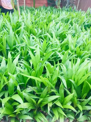 Tenera Oil Palm Seedlings