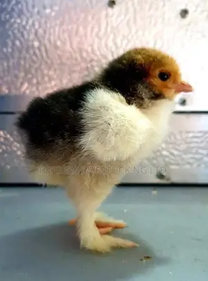I Sell Chicks for a Living