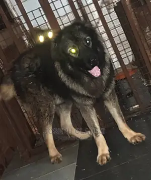 6-12 months Male Purebred Caucasian Shepherd