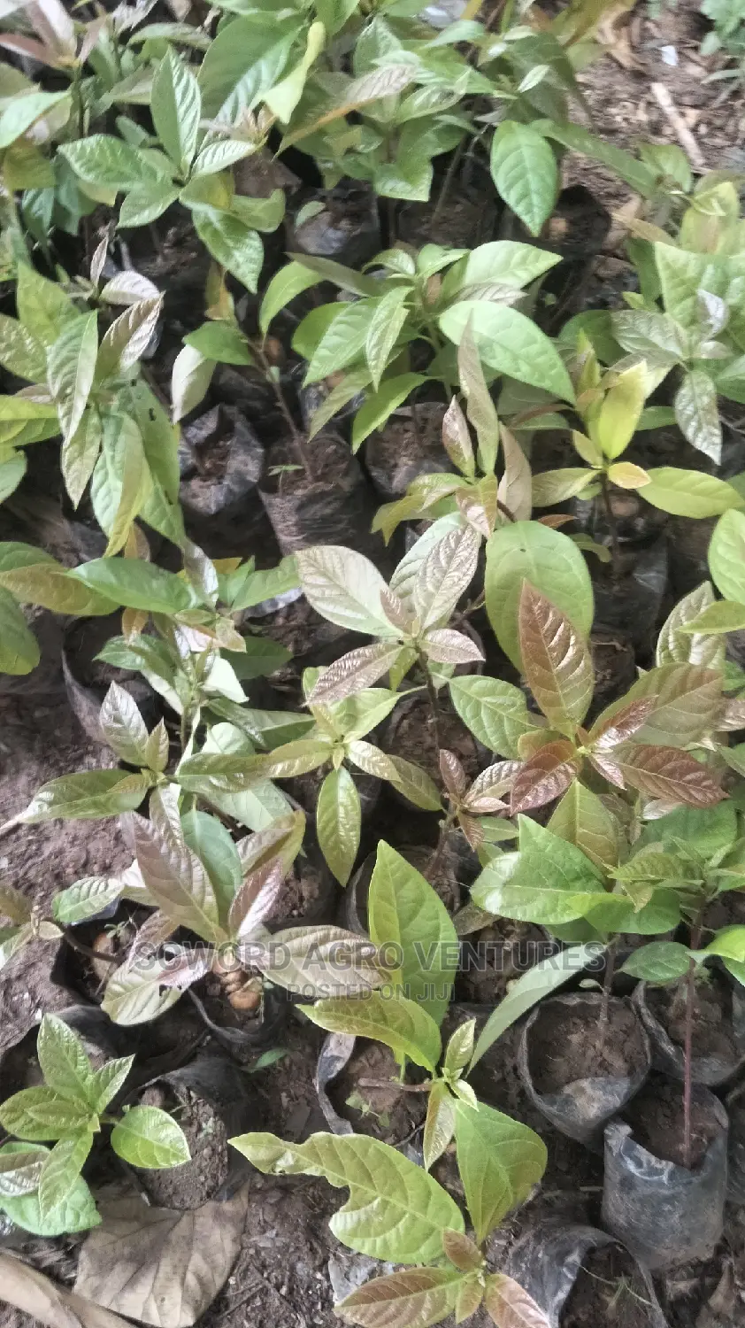 Avocado Pear Seedlings