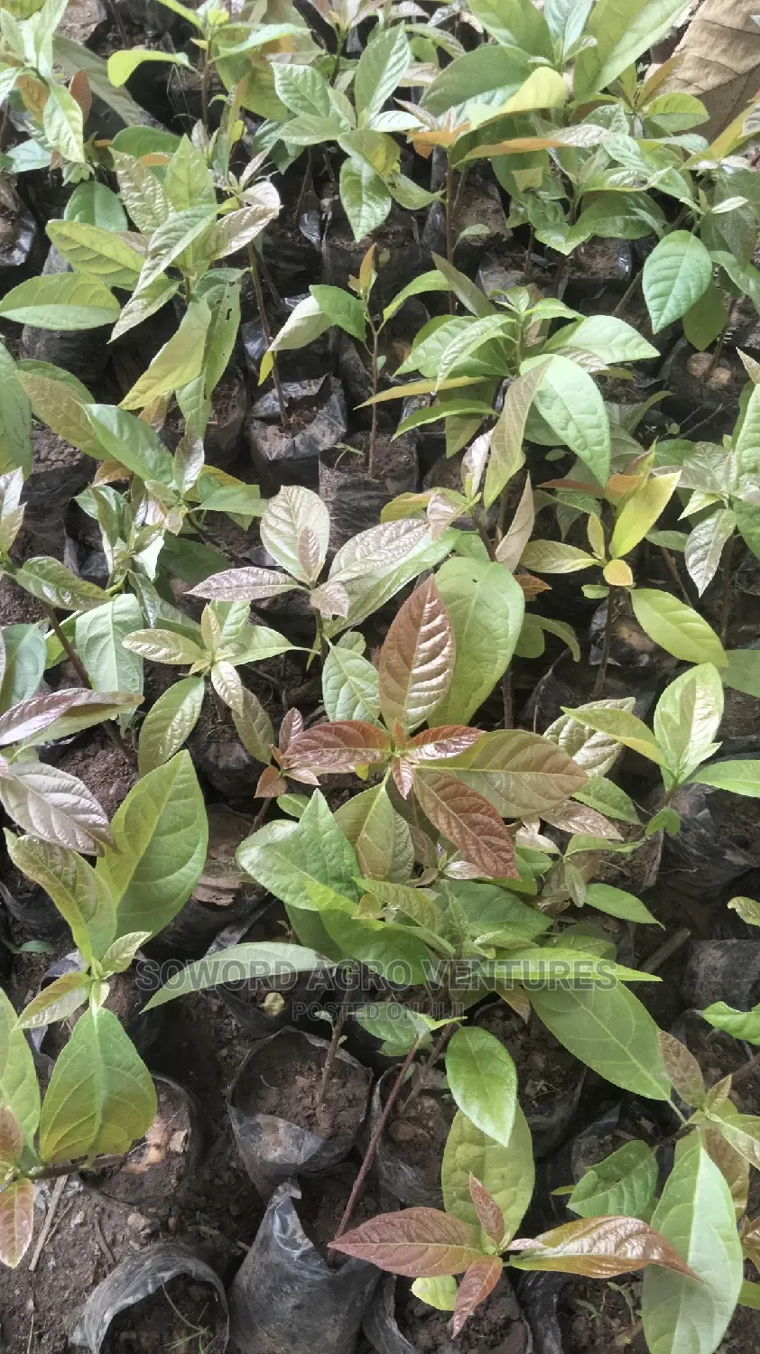 Avocado Pear Seedlings