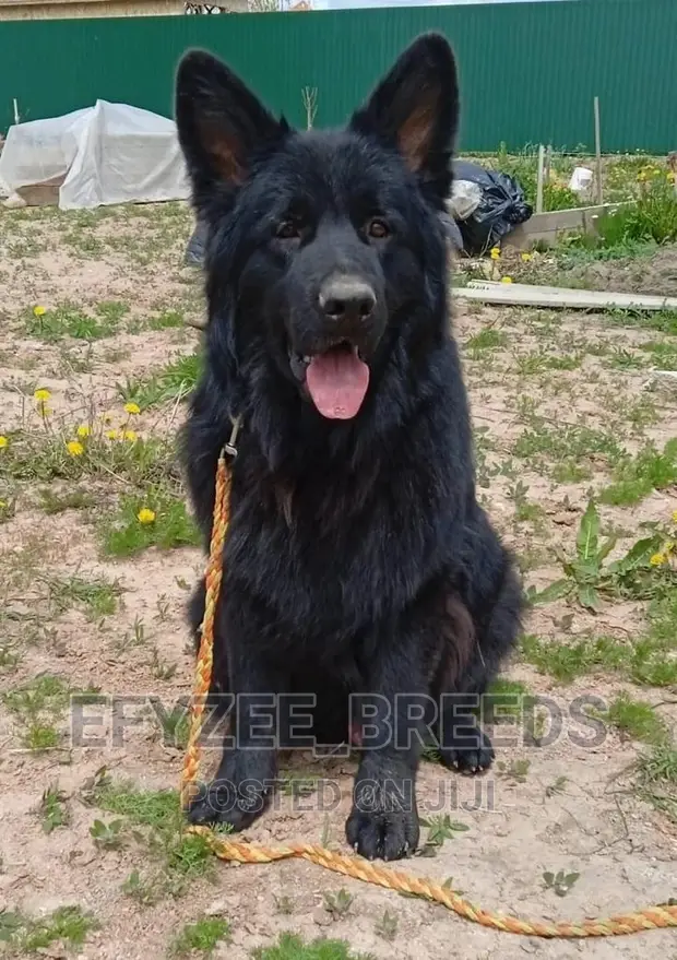 Purebred Black German Shepherd Shepherd Dogs Pure German Shepherd