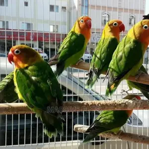 Photo - African Love Birds