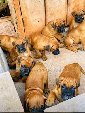 1-3 months Female Purebred Boerboel