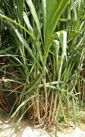 Andropogan Gayanus Grass Seeds for Planting, as Animal Feeds
