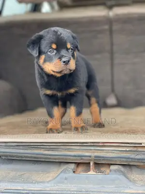 1-3 months Male Purebred Rottweiler