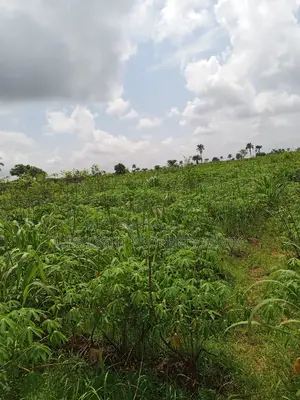 A Virgin Land for Sale